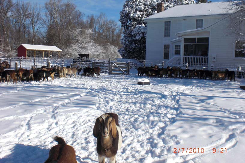 hay feeding